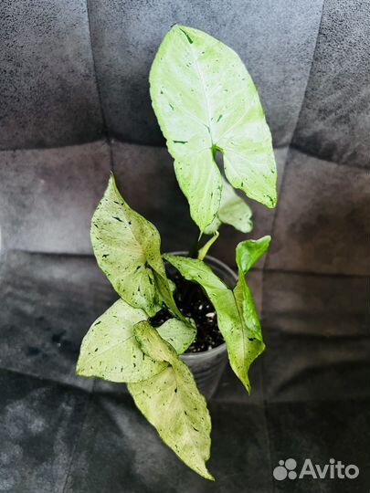 Сингониум Фреклесс