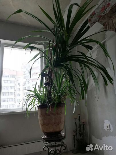 Цветок в горшке 2м