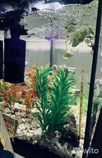 Аквариум с рыбками