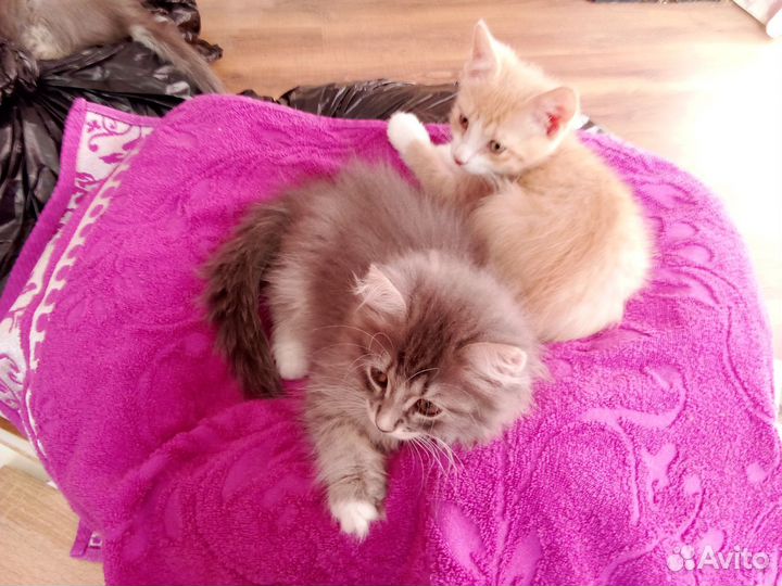 Котята в добрые руки