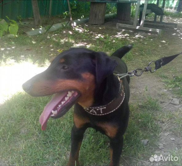 Ягдтерьер вязка