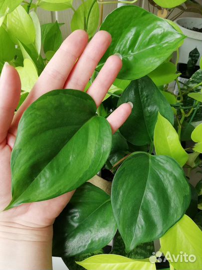 Сциндапсусы микс для фитомодулей