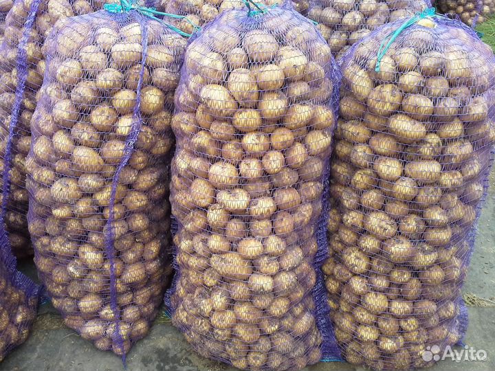 Продажа семенного картофеля