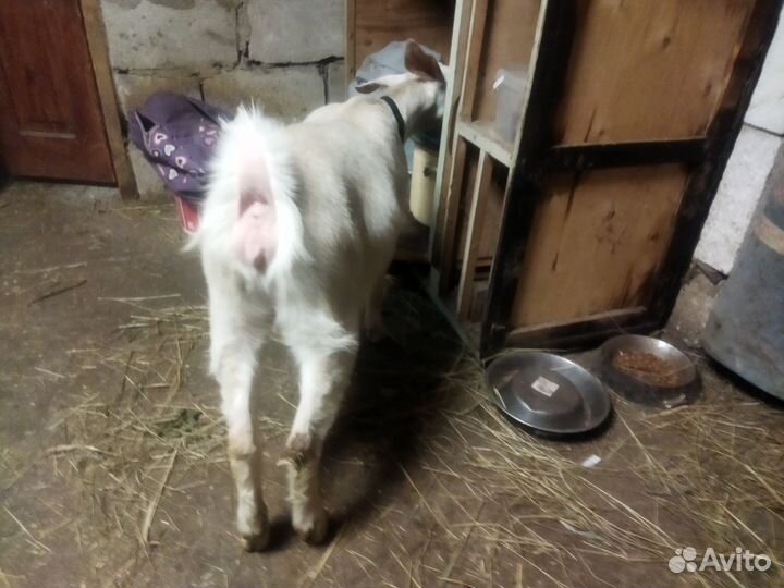 Козел и козочки