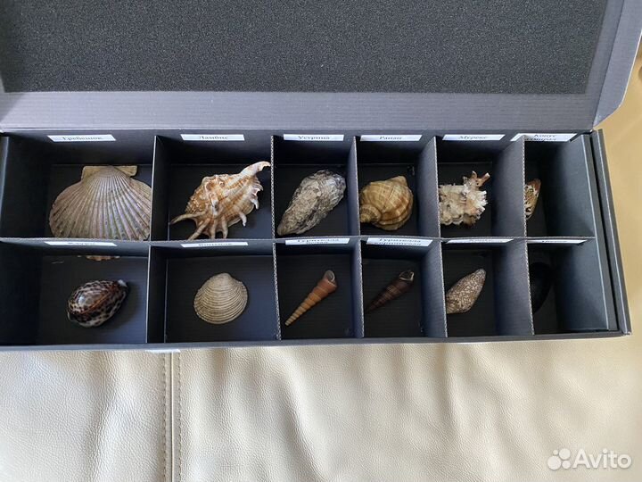 Коллекция морских ракушек для школьника