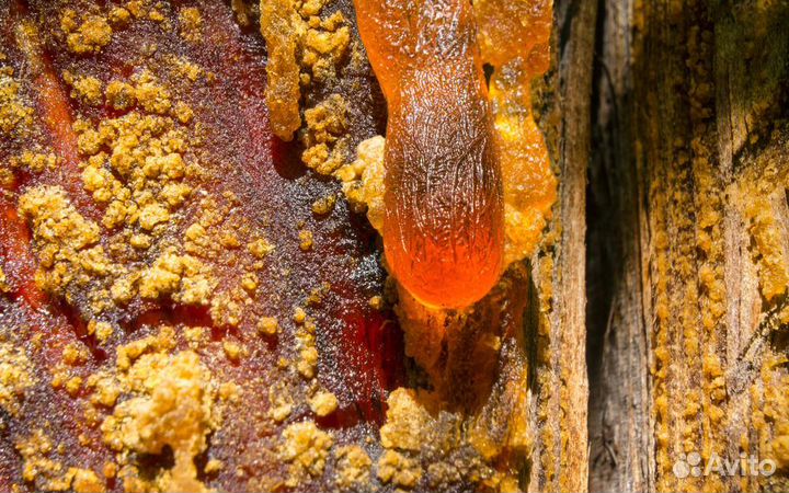 Живица кедровая 1л