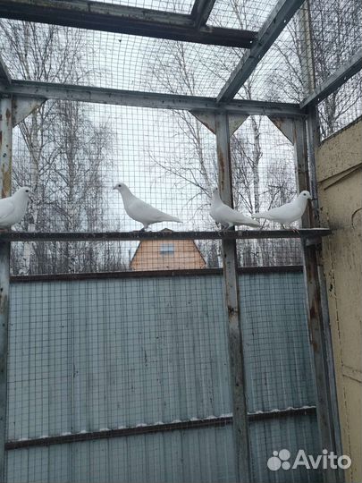 Голуби