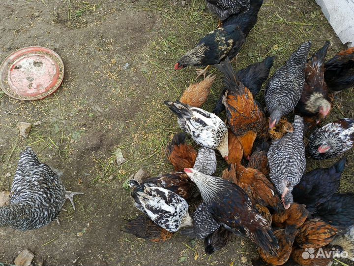 Молоденькие петушки