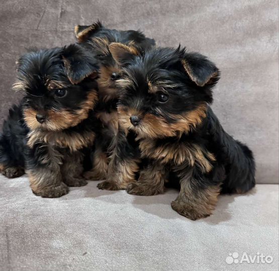 Йоркширский терьер мини беби фейс