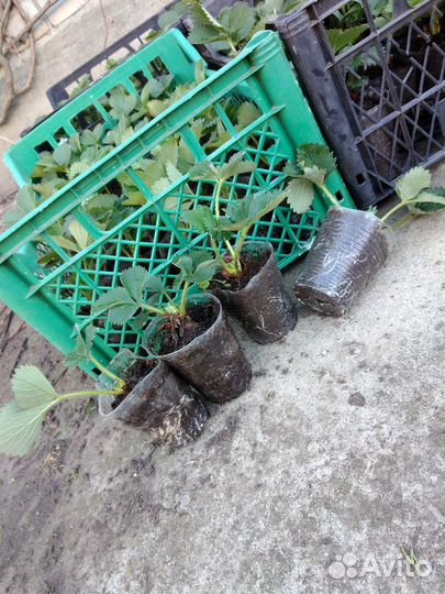 Рассада клубники