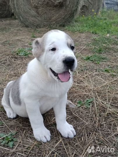 Щенки сао алабай