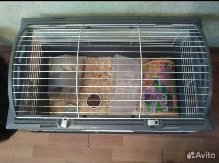 Африканский карликовый ежик