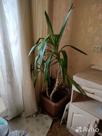 Пальма юкка