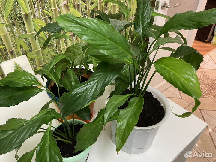 Спатифиллум, цветок Женское счастье