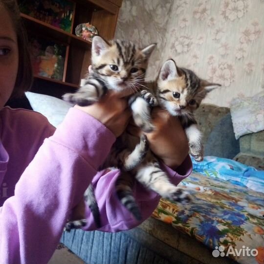 Бенгальские котята