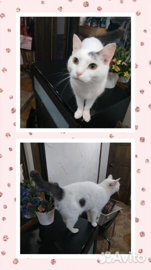 В добрые руки