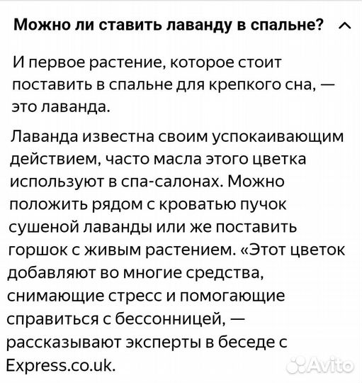 Лаванда комнатная