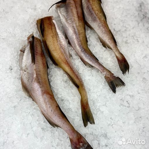 Минтай свежемороженый оптом