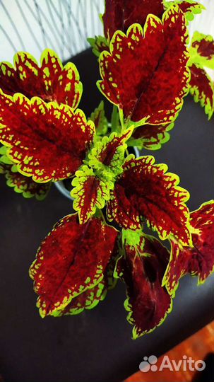 Сортовые колеусы