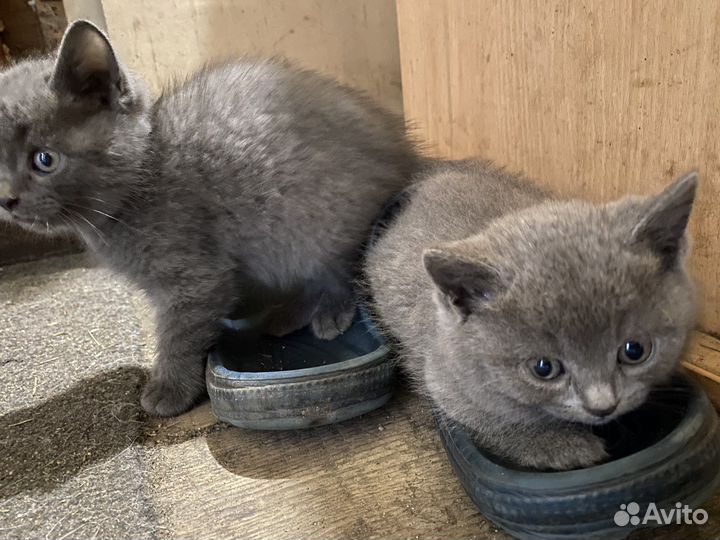 Британские котята