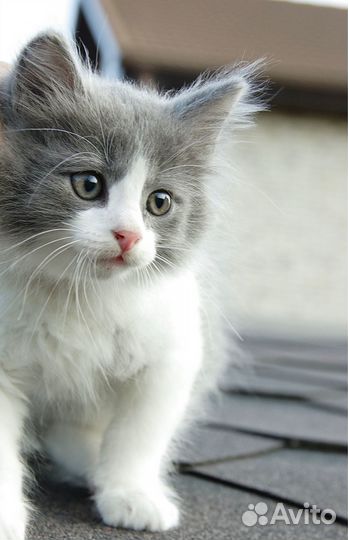 Котенок ищет дом. В добрые руки. Привезем