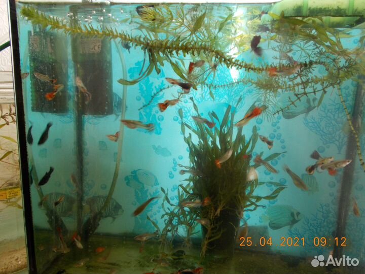 Аквариумные рыбки