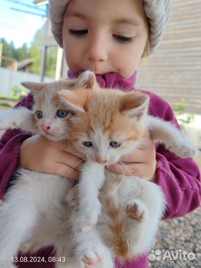 Отдам котят