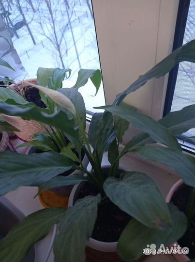 Спатифиллум