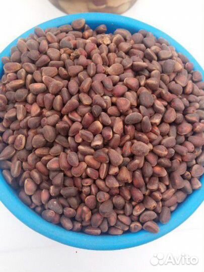 Орех кедровый 2023