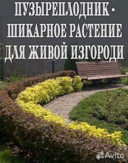 Пузыреплодник дьябло 100 см. стриженый9-11 веток 5