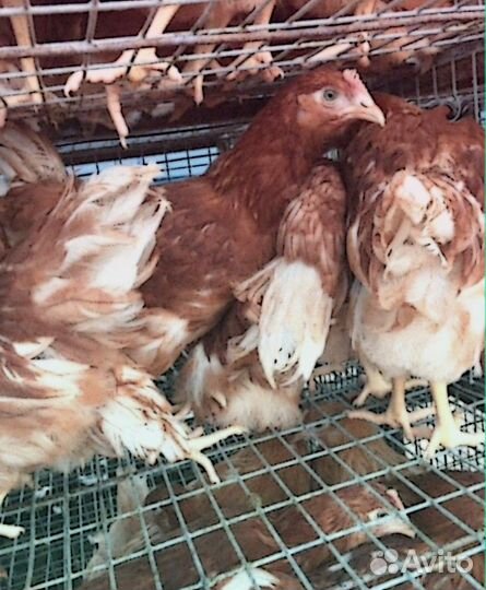 Куры молодки с доставка