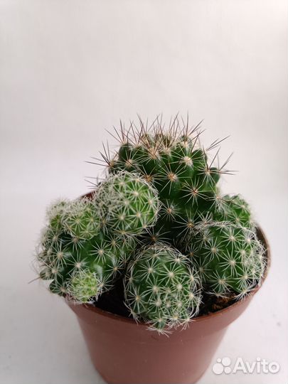 Кактусы, агава американская