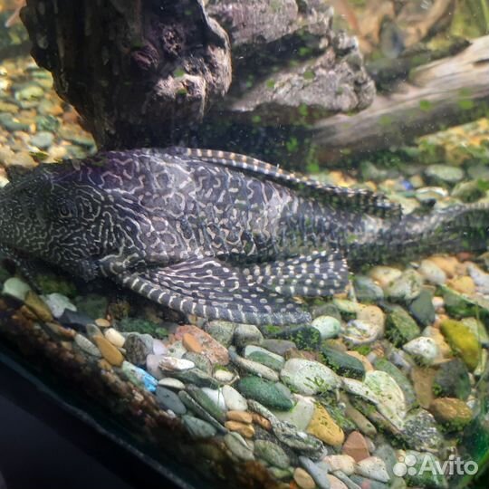 Продам Апистограмма Рамиреса