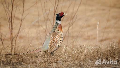 Продажа фазанов