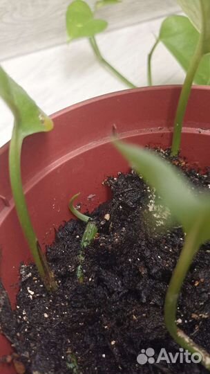 Сциндапсус