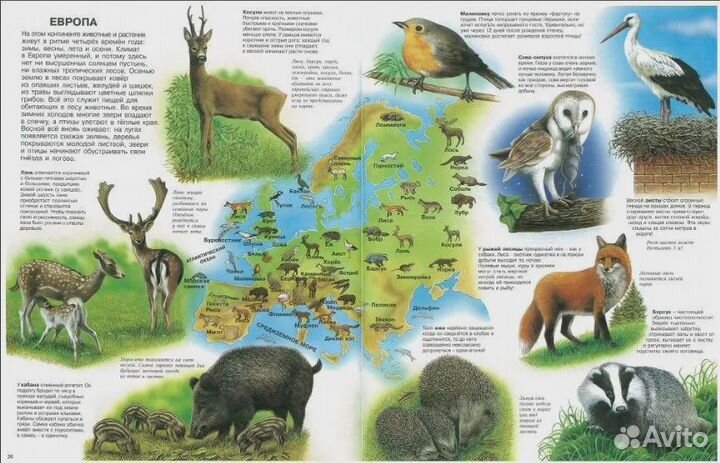 Атлас животных Камбурнак Лора