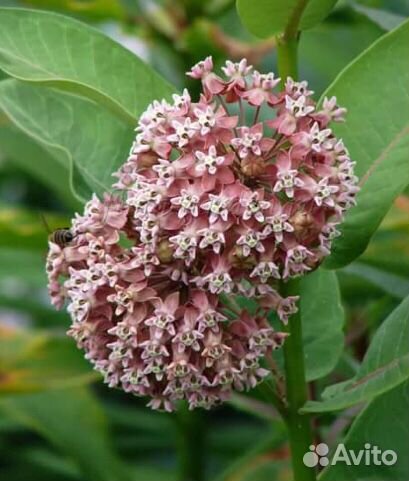 Медонос и для сада и для огодода