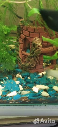 Украшение для аквариума. Улитки Хелена