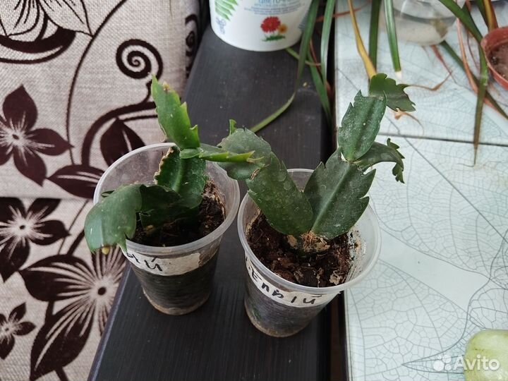 Декабрист шлюмбергера белый