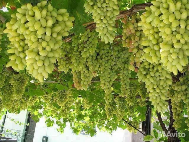 Саденцы Винограда Ландыш