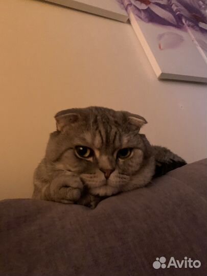 Шотландский кот вязка