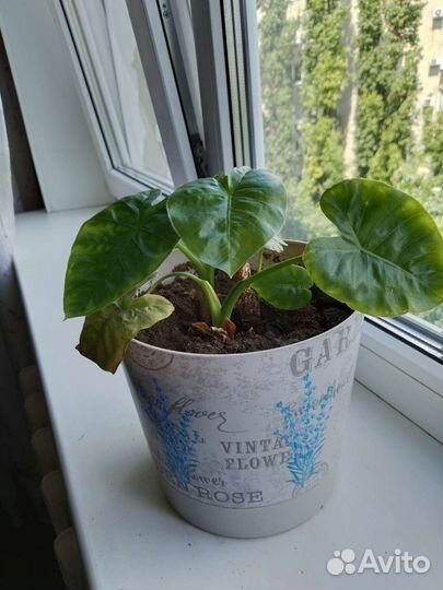 Комнатные домашние растения