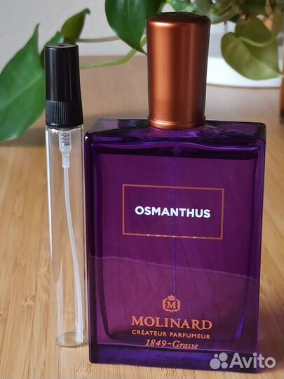Osmanthus от Molinard