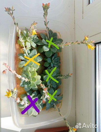 Суккуленты