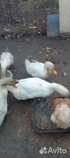 Утка и Гусь к праздничному столу