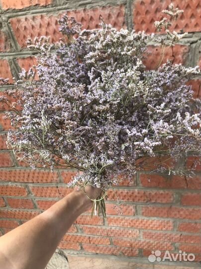 Сухоцветы Лимониум