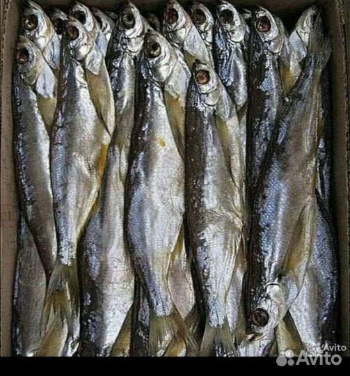 Таранка, вяленная рыба