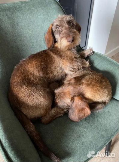 Дизайнерский стул Токио, велюр, антикоготь