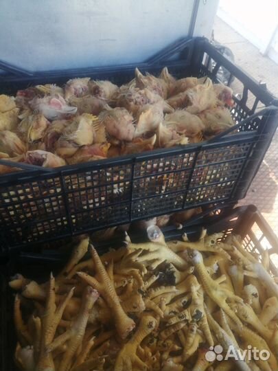 Курица бройлер