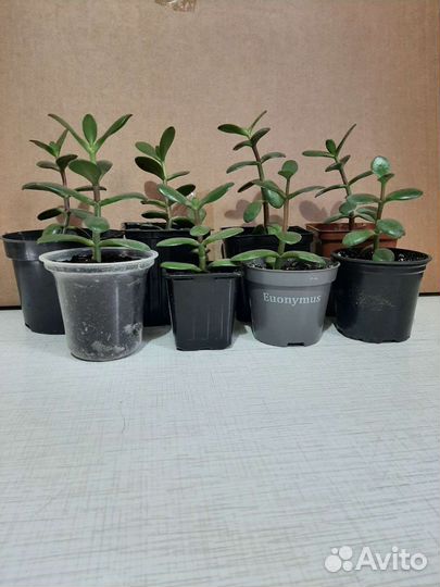 Толстянка денежное дерево